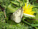 Parnassius mnemosyne (Schwarzer Apollo) / CH VS Rosswald, 18. 05. 2007
