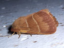 Macrothylacia rubi (Brombeerspinner) / LASIOCAMPIDAE (Glucken)