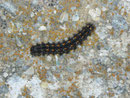 Eilema complana (Gewöhnlicher Flechtenbar) / CH BE Hasliberg 1050 m, 03. 05. 2013
