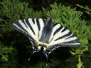 Iphiclides podalirius (Segelfalter) / PAPILIONIDAE/Papilioninae (Ritterfalter)