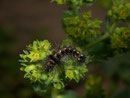 Acronicta rumicis (Ampfer-Rindeneule, Jungraupe) / CH BE Hasliberg 1050 m, 10. 05. 2007