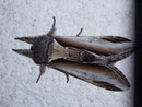 Pheosia gnoma (Birken-Porzellanspinner) / NOTODONTIDAE (Zahnspinner)