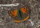 Lycaena phlaeas (Kleiner Feuerfalter) / CH TI Mergoscia, 10. 07. 2007