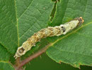 Thyatira batis (Rosen-Eulenspinner, Roseneule) / CH TI Bolle di Magadino 199 m, 01. 10. 2013