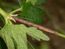 Alcis repandata (Braunmarmorierter Baumspanner, Raupe) / CH BE Hasliberg 1250 m, an Geranium sylvaticum
