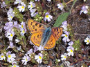 Lycaena alciphron gordius (Violetter Feuerfalter, Männchen) / CH VS Gspon 2060 m, 12. 08. 2009