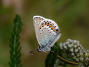 Plebejus argus (Geissklee-Bläuling, Männchen) / CH TI Gotthardpass 2160 m, 27. 07. 2012