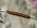 Malacosoma alpicola (Alpiner Ringelspinner) / CH VS Val d'Anniviers Zinal Arolec 2006 m, 04. 07. 2011