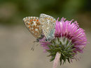 Polyommatus bellargus (Himmelblauer Bläuling, Männchen und Weibchen) / CH BE Hasliberg 1150 m, 06. 10. 2013