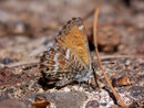 Cyclyrius webbianus / LYCAENIDAE/Polyommatini (Bläulinge)