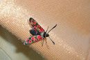 Zygaena carniolica (Krainisches Widderchen) / ZYGAENIDAE (Widderchen, Blutströpfchen)