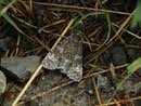 Acronicta rumicis (Ampfer-Rindeneule) / CH BE Hasliberg 1240 m, 10. 08. 2015