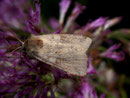 Xestia sexstrigaria (Sechslinien-Bodeneule) / NOCTUIDAE (Eulen)