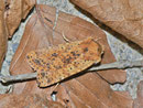 Conistra rubiginea (Rost-Wintereule) / NOCTUIDAE (Eulen)