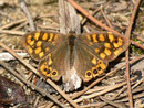 Pararge aegeria (Waldbrettspiel) / E Andalusien, Cádiz, Laguna di Medina 40 m, 30. 04. 2012