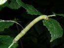 Biston betularia (Birkenspanner) / CH BE Hasliberg 1050 m, 20. 09. 2013 (andere Raupe gefunden an Rubus fruticosus)  