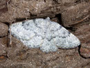 Charissa ambiguata (Ungebänderter Steinspanner) / GEOMETRIDAE/Ennominae (Spanner)