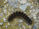 Eilema complana (Gewöhnlicher Flechtenbar) / CH BE Hasliberg 1050 m, 18. 05. 2015