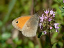 Coenonympha pamphilus (Kleines Wiesenvögelchen) / CH TI San Defendente 633 m, 11. 06. 2013