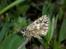 Pyrgus malvoides (Kleiner südlicher Würfelfalter) / HESPERIIDAE (Dickkopffalter)