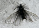 Ptilocephala plumifera