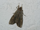 Lithophane socia (Gelbbraune Rindeneule) / NOCTUIDAE (Eulen)