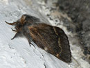 Poecilocampa alpina (Alpiner Wollspinner, Weibchen) / LASIOCAMPIDAE (Glucken)