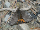 Boudinotiana notha (Mittleres Jungfernkind) / GEOMETRIDAE / Archiearinae