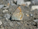 Aricia artaxerxes / CH OW Engelberg Ried 1513 m, 31. 07. 2013