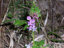Vicia cracca (Fabaceae)