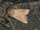 Mythimna conigera (Weissfleck-Graseule) / NOCTUIDAE (Eulen)