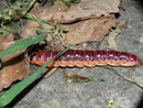 Cossus cossus (Weidenbohrer) / CH AG Merenschwand, 25. 04. 2011
