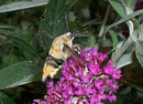 Hemaris tityus (Skabiosenschwärmer) / SPHINGIDAE (Schwärmer)