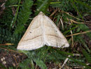 Petrophora chlorosata (Moorwald-Adlerfarnspanner) / GEOMETRIDAE/Ennominae (Spanner)