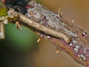 Alcis repandata (Braunmarmorierter Baumspanner, Raupe) / CH BE Hasliberg 11. 04. 2014 an Brombeere