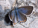 Polyommatus bellargus (Himmelblauer Bläuling, Weibchen) / LYCAENIDAE/Polyommatini (Bläulinge)