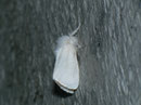 Euproctis chrysorrhoea / LYMANTRIIDAE (Trägspinner)
