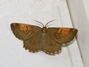 Angerona prunaria (Schlehenspanner) / GEOMETRIDAE/Ennominae (Spanner) 