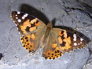 Vanessa cardui (Distelfalter) / NYMPHALIDAE/Nymphalinae (Edlefalter)