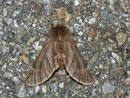 Ptilophora plumigera (Frost-Zahnspinner, Weibchen) / CH BE Hasliberg 1050 m, 08. 11. 2010 (Buchen-Mischwaldrand, ohne Ahornbäume, am Licht)