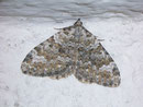 Coenotephria salicata (Kleiner Felsen-Bindenspanner) / GEOMETRIDAE/Larentiinae (Spanner)