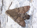 Macroglossum stellatarum (Taubenschwänzchen) / CH VS Salgesch 766 m, 23. 09. 2008