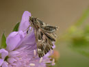 Carcharodus alceae (Malven-Dickkopffalter, Weibchen, Zuchtfalter) / CH BE Hasliberg 1060 m, 09. 06. 2016 