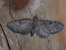 Eupithecia tripunctaria (Dreipunkt-Blütenspanner) / GEOMETRIDAE/Larentiinae (Spanner)
