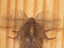 Ptilophora plumigera (Frost-Zahnspinner) Männchen