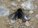 Ptilocephala plumifera (Fächerfühler-Sackträger) / CH VS Gampel-Jeizinen 703 m, Felsensteppe, 31. 01. 2011