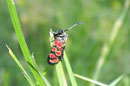 Zygaena carniolica (Krainisches Widderchen) / CH VS Felsensteppe, 17. 07. 2006