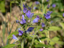 Echium vulgare (Natternkopf) / Boraginaceae