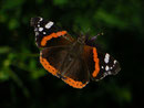 Vanessa atalanta (Admiral) / CH BE Hasliberg 1050 m, 27. 06. 2015