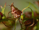 Aplocera praeformata (Freilandaufnahme. Die Eier der Art werden an unterschiedliche Stellen an der Pflanze abgelegt, sind jedoch recht gut sichtbar.)